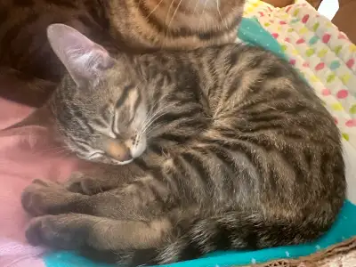 Bonjour, il me reste 1 chaton mâle de disponible pour adoption. Il est né le 20 mars 2025, il est cr...