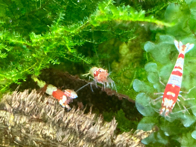 Crystal Red x Tiger  caridina shrimp (Aquarium Shrimp) in Hobbies & Crafts in Oakville / Halton Region - Image 2
