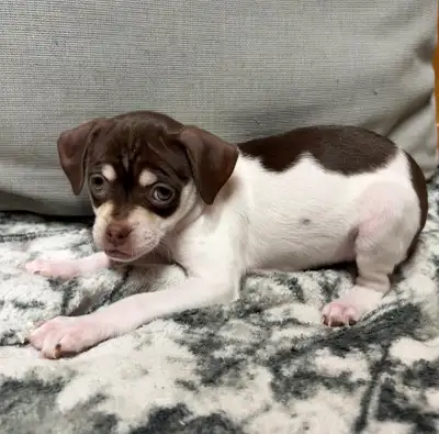 Chug Puppies (Chihuahua x Pug), View more