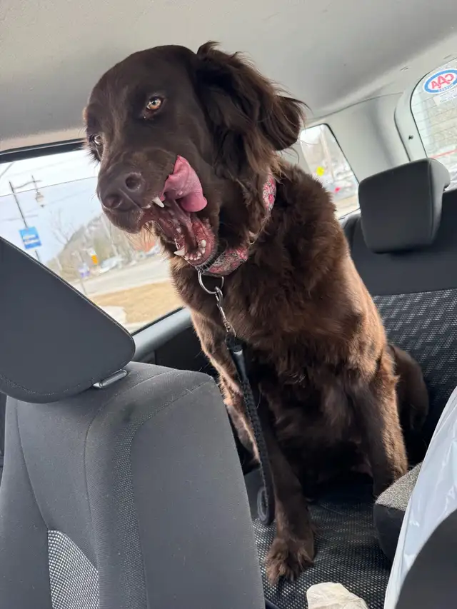 Doodles brun chocolat à adopter - Newfiepoo - newfie doodle in Dogs & Puppies for Rehoming in Laurentides - Image 7