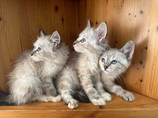 *Urgent* Neva Masquerade Siberians in Cats & Kittens for Rehoming in Abbotsford