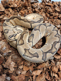 Pastel Enchi Clown Male Ball Python - Proven Breeder