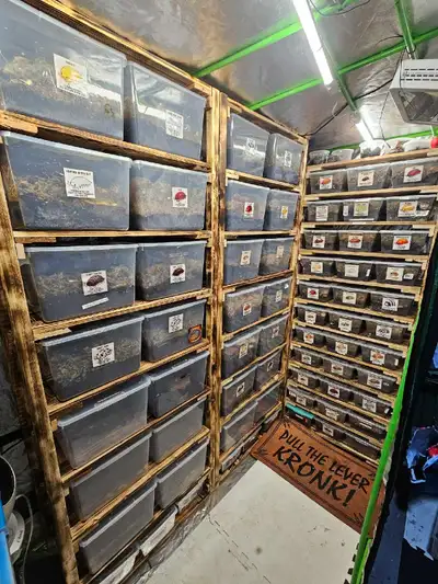Isopods huge list!, View more