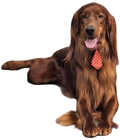 Setter Irlandais Enregistrés au CCC à vendre( CKC Reg Irish reds, View more