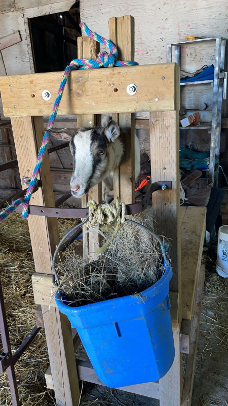 Male goat kids alpine boer in Livestock in Regina - Image 3