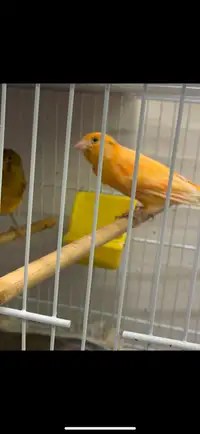 Orange canary 