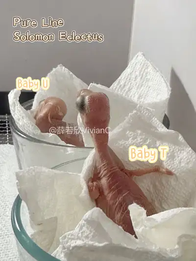 Pure Breed Solomon Eclectus Babies, View more