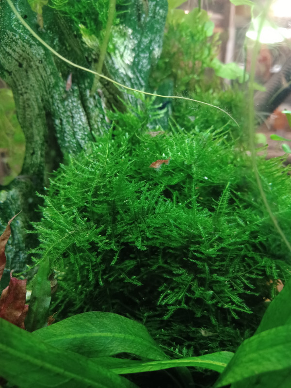 Live aquarium plants $5.00 each in Fish for Rehoming in Belleville - Image 3