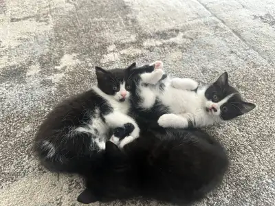 Kittens for sale, View more
