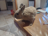 Lapin nain couleur sable