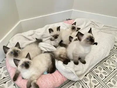 Siamese Kittens, View more