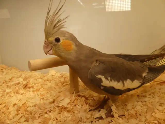 DNA tested Hand fed Hand raised Cockatiel Babies in Birds for Rehoming in Victoria - Image 10