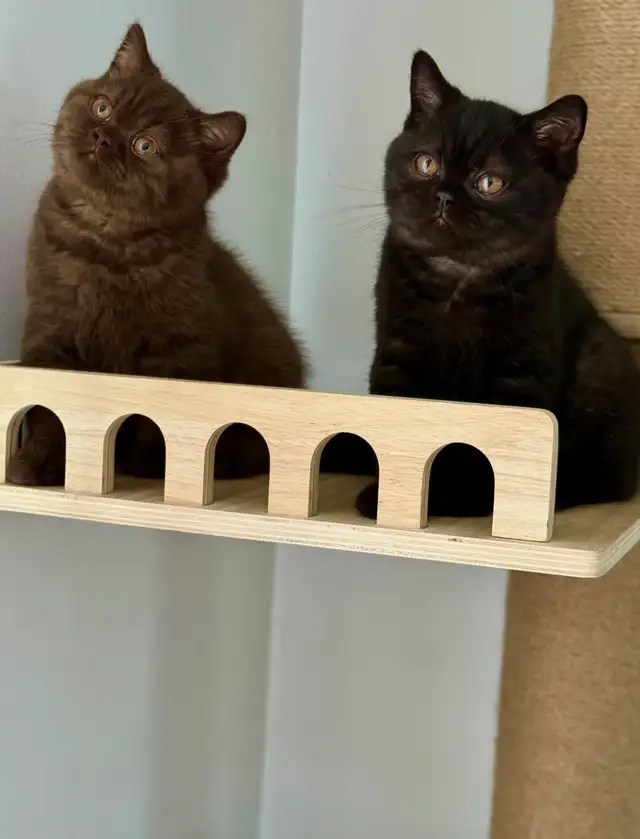 British shorthair TICA  Purebred  kittens in Cats & Kittens for Rehoming in Oakville / Halton Region - Image 4
