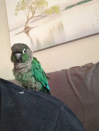recherche un conure à joues, View more