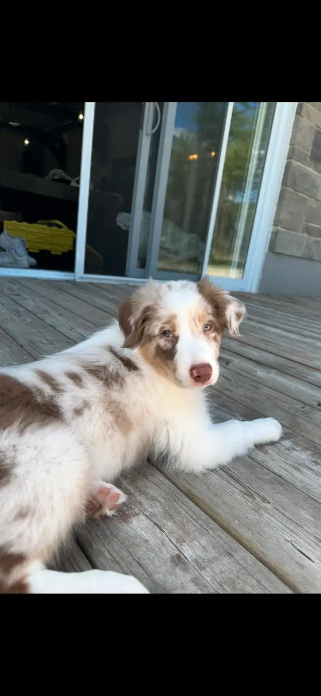berger australien in Dogs & Puppies for Rehoming in Laval / North Shore - Image 6