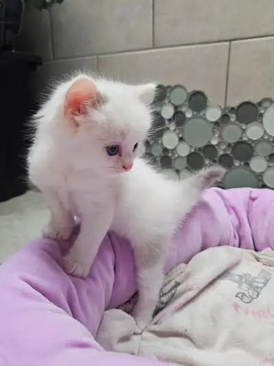 Beautiful Blue-Eyed Ragamese Kittens, View more
