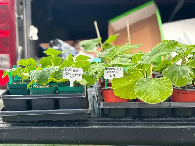Metcalfe farmers market in Events in Ottawa - Image 10