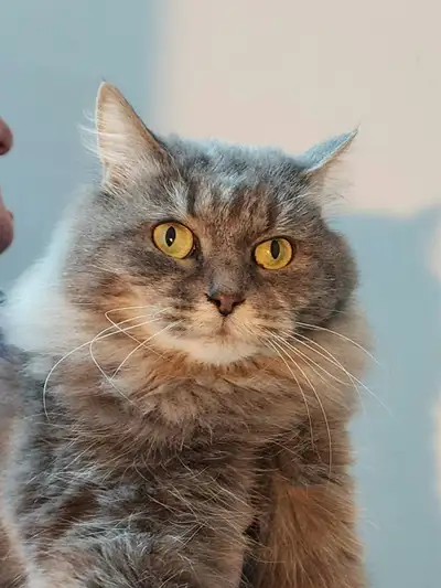 Chat sibérien de 7 ans.Je suis un chat sibérien au caractère gentil et calme.