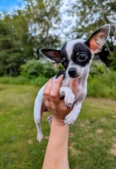 chihuahua mini fille pèsera 3-4lbs, View more