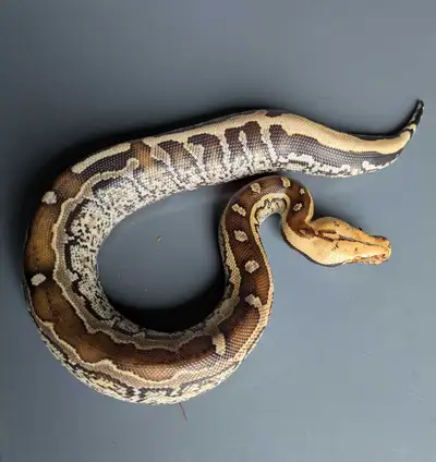 1.1 Marble Borneo Short Tail Pythons (Python breitensteini). Sired by an extreme Marble x Marble dam...