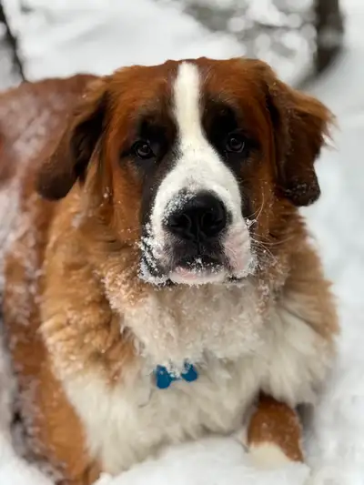 Mâle St-Bernard x Bouvier Bernois 2.5 ans, View more