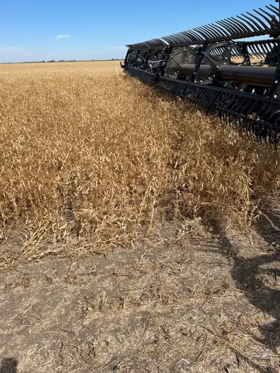 New AAC West king the Brandon wheat replacement New AAC Stoughton Vb midge tolerant CWRS wheat CDC A...