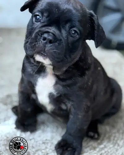 Shortybulldog Puppies for Sale – Healthy, Adorable!!!, View more