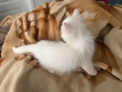 PERSIAN KITTENS WHITE & CALICO SELLING CHEAP, View more