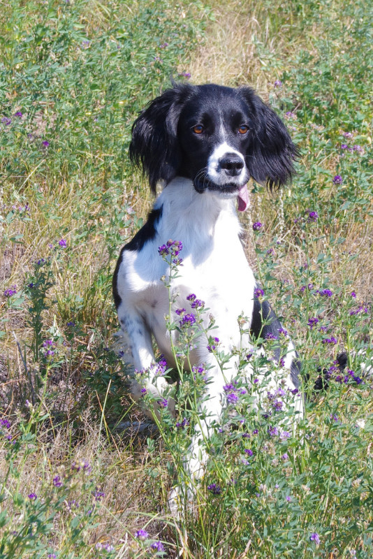 Kijiji hotsell springer spaniel