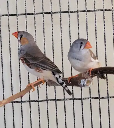 zebra finches for sales, View more