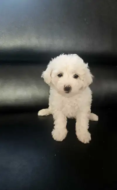 Female BichonPoo Puppy - Free delivery, View more