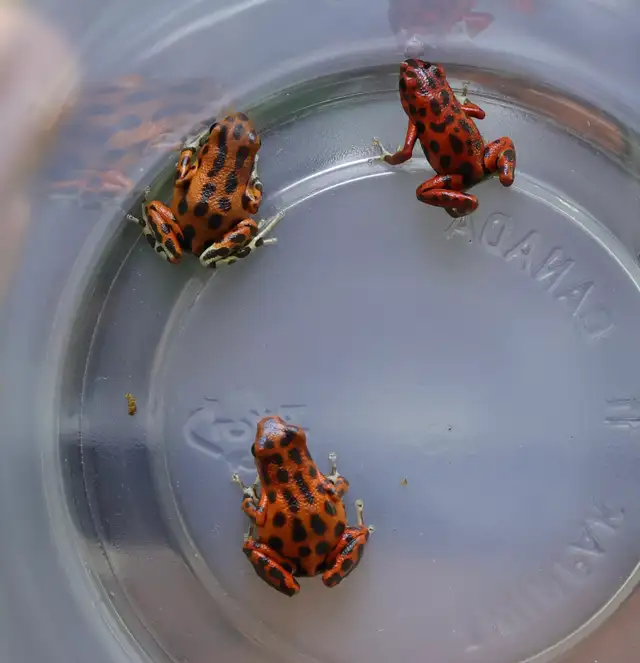 Oophaga pumilio "Bastimentos" in Reptiles & Amphibians for Rehoming in North Shore - Image 2