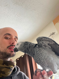 1 year and and half old African grey. Super sweet 4500$ firm