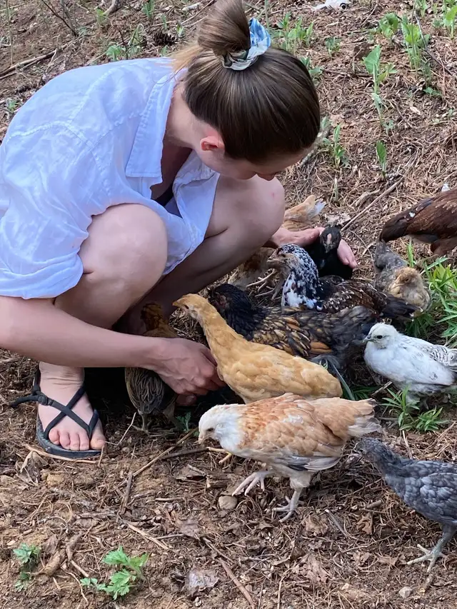 Introduction to Keeping Chickens65403974452609120