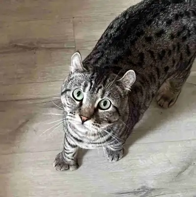 Lynx Cat for sell , View more
