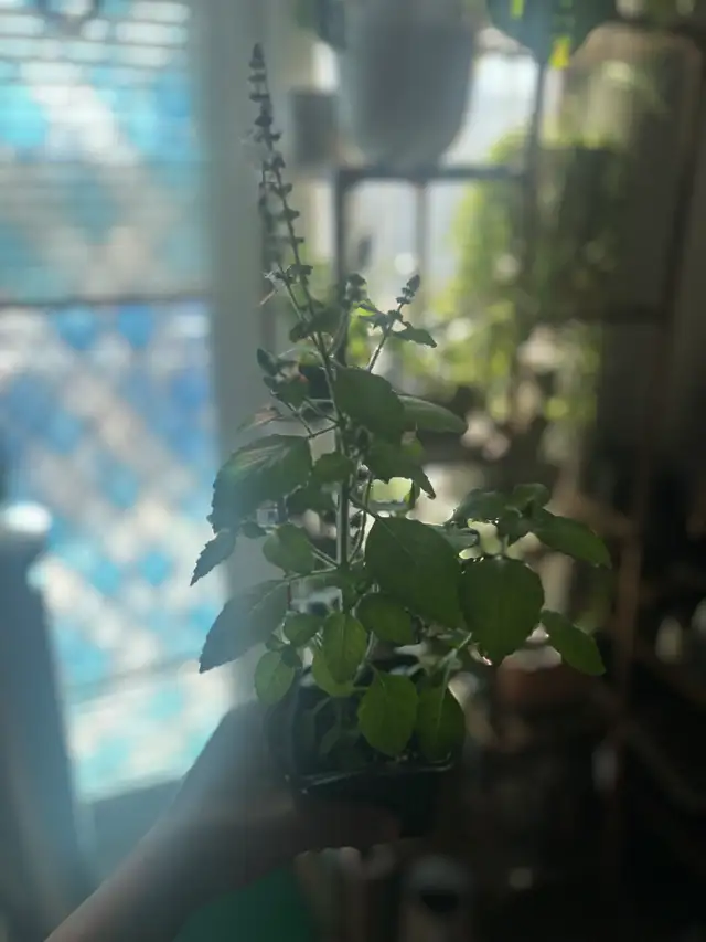 Holy Basil (Good Fortune Plant) in Plants, Fertilizer & Soil in City of Toronto - Image 6