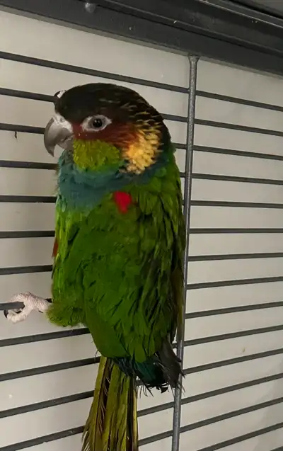 DNA tested intended breeding male just coming up to sexual maturity age of 4. He is a 2022 banded bi...