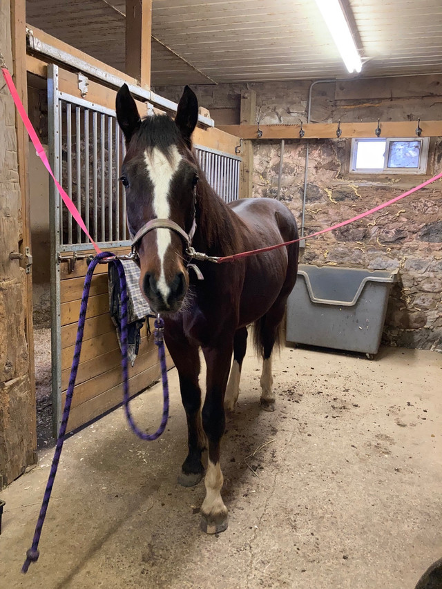Clyde/TB Gelding coming 2 year old in Horses & Ponies for Rehoming in Oshawa / Durham Region - Image 2