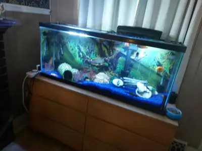 55 gallon compleate tank for sale150 dollars and african cichlids sbout 50 cheap