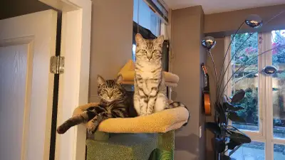 Bonded 10 Month Old Tabby Siblings for Rehoming, View more
