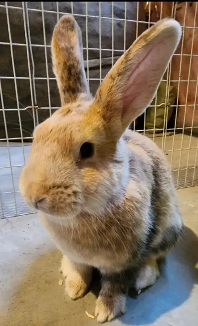 Sweet Bunny Looking for Her Forever Home! Meet our adorable girl bunny! She’s friendly, curious, and...