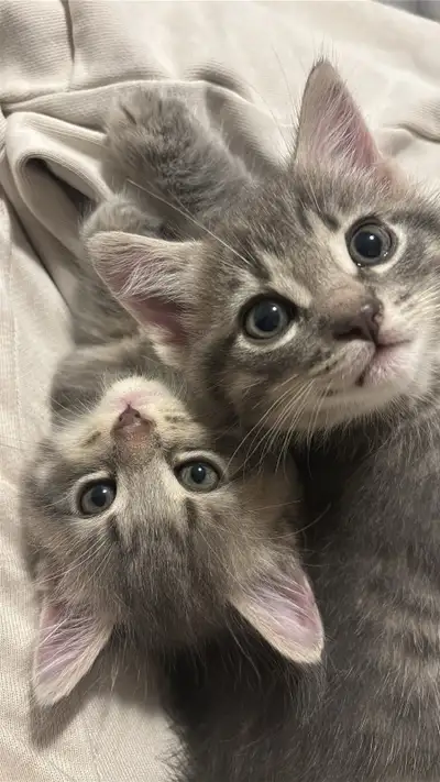 {URGENT‼️} Two Bonded Baby Brothers , View more