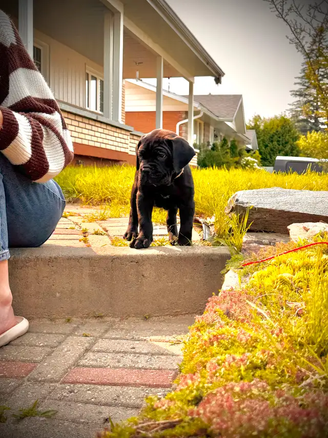 Cane Corso in Dogs & Puppies for Rehoming in City of Montréal - Image 3