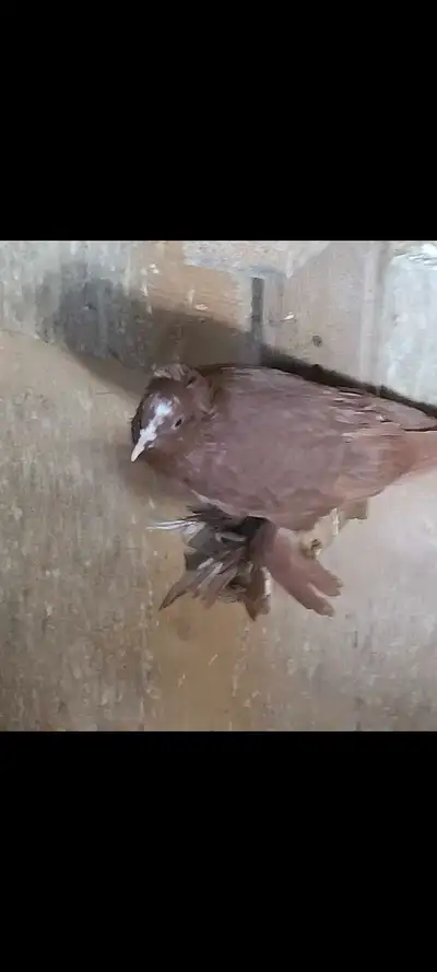 iraqi pigeon for sale , View more