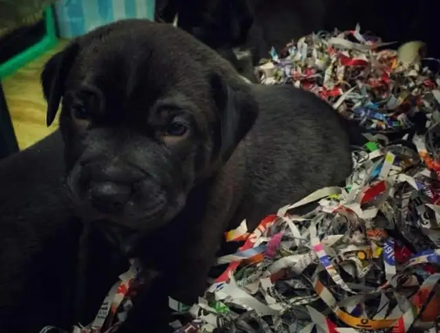 Male puppy looking for a new home in Dogs & Puppies for Rehoming in Moncton - Image 2