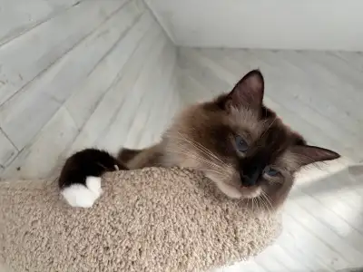 Beautiful Sweet Mitted Seal Ragdoll, View more
