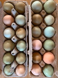 Beautiful Fertile Hatching Eggs - Easter Egger and BYM