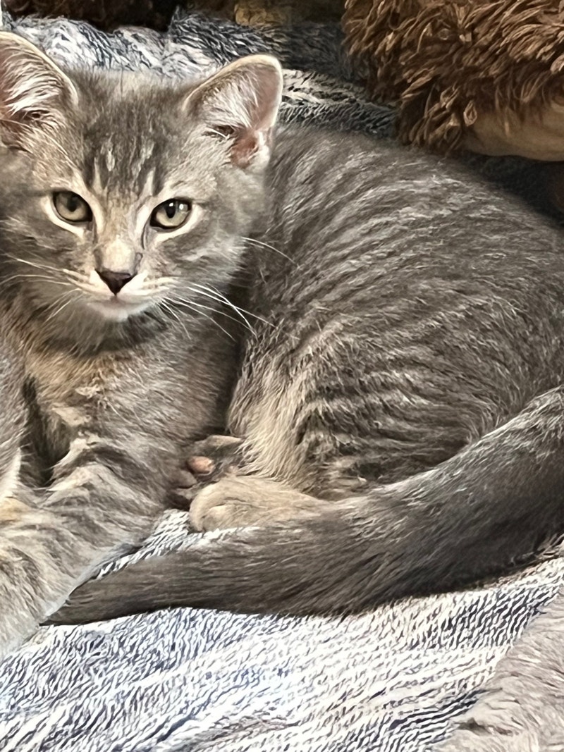 Kittens and cat for rehoming Cats & Kittens for Rehoming Cornwall