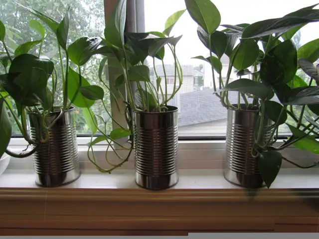 Beautiful Golden Pothos and Hawaiian Pothos flower mix in a 680m in Other in Calgary - Image 7