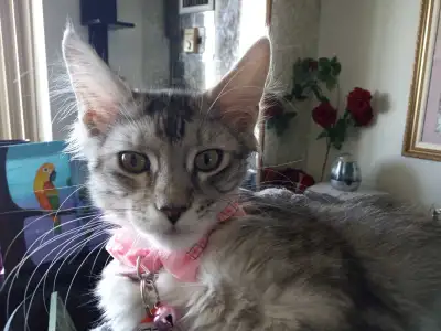Purebreed Maine Coon Kitten , View more